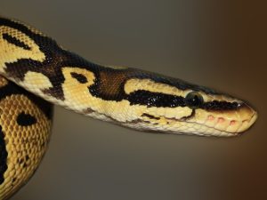 Ball Pythons